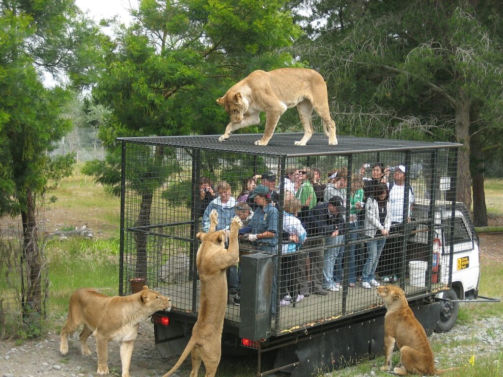 A group of people in a cage atop a vehicle, surrounded by lions on the ground, in a lush green outdoor setting.