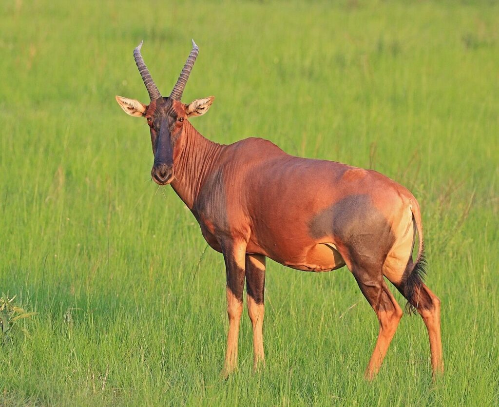 A reddish-brown hartebeest stands alert in a lush green field, showcasing its short, curved horns and distinct muscular build.