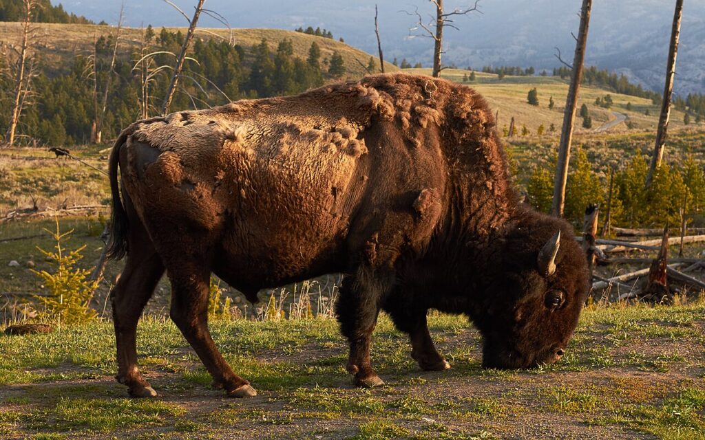 A bison grazes on greenery in the foreground, set against a backdrop of rolling hills and a distant forested landscape.