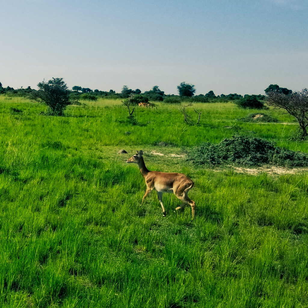 A deer grazes in a lush green field under a clear blue sky, with faint outlines of other deer in the background.