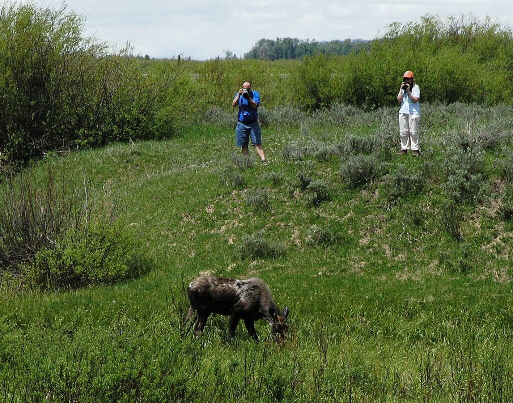 Two photographers on a hillside capture a grazing moose in a lush green field surrounded by bushes and trees.