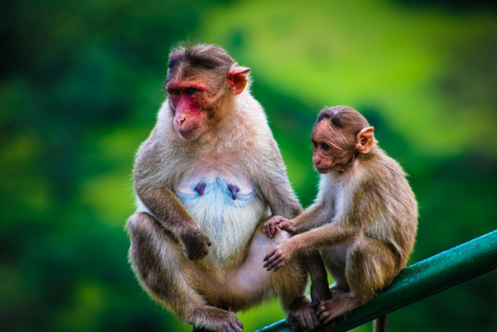 A mother monkey sitting on a green surface with her young one beside her, set against a lush green blurred background.