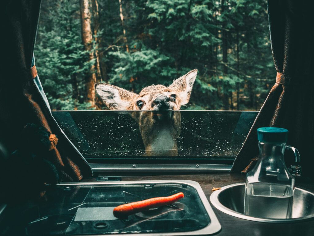 A curious deer peeks through a camper window, with a background of lush trees and a countertop featuring a carrot and a glass bottle.
