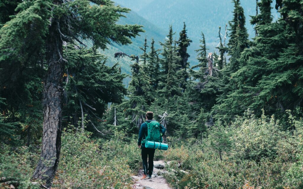 A hiker in a green backpack walks along a forest path, surrounded by tall trees and lush greenery, immersed in nature's tranquility.
