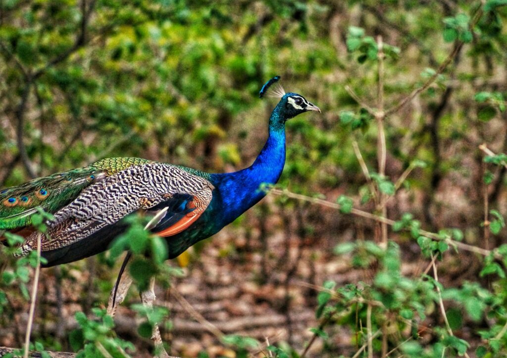 A peacock strolls gracefully through a lush green forest, showcasing its vibrant plumage among the trees.