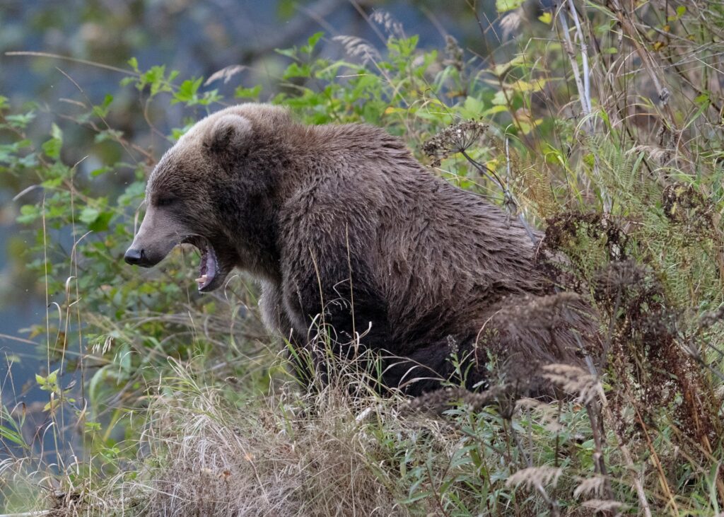 A brown bear yawns while sitting amidst tall grasses and greenery, showcasing its powerful physique in a natural setting.