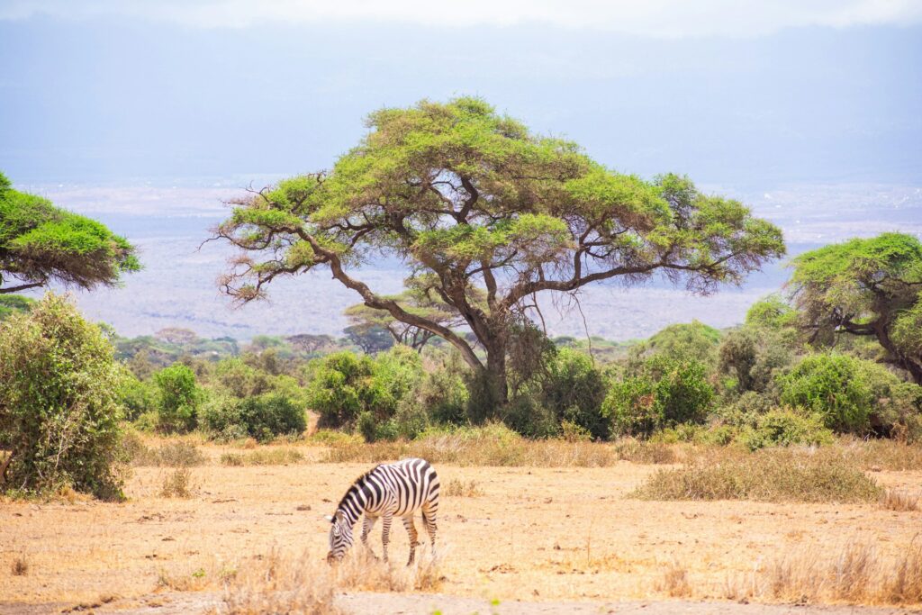 A zebra grazes in a dry landscape under a large acacia tree, with distant mountains and a lush green background.