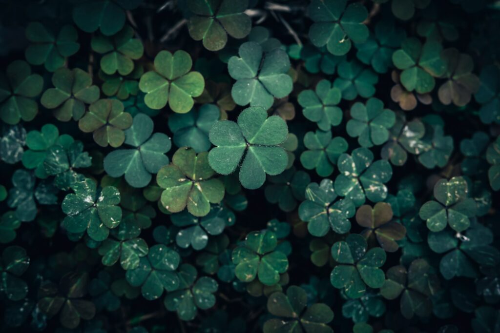 A bunch of green leaves that are in the dark