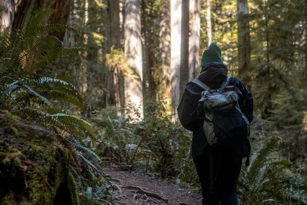 A hiker in a green beanie walks along a forest trail surrounded by ferns and towering trees in a lush, serene landscape.