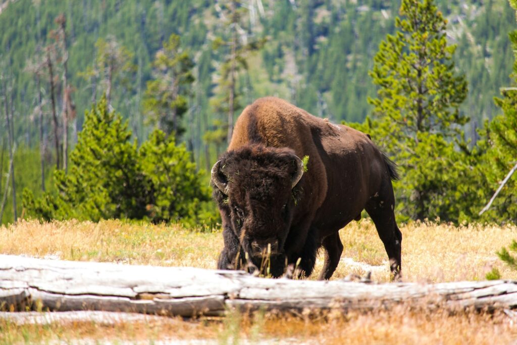 A lone bison grazes in a sunny meadow, surrounded by green trees and logs, with grass clinging to its fur.