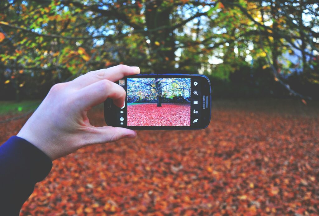 Person using smartphone taking photo of tree photo.