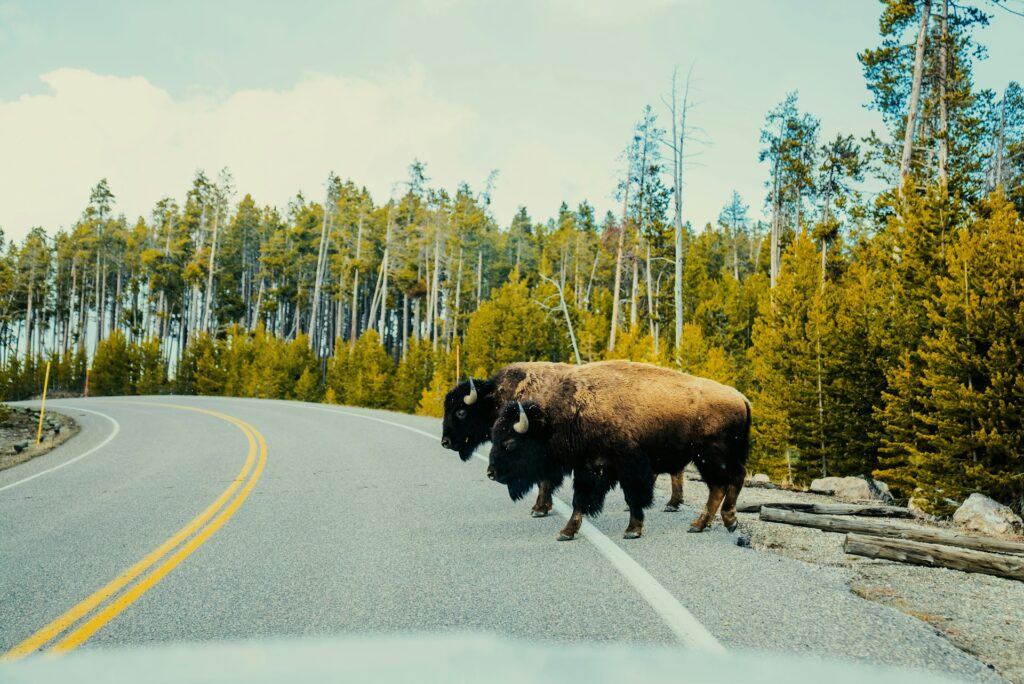 Three bison crossing a winding road surrounded by lush green trees under a partly cloudy sky.