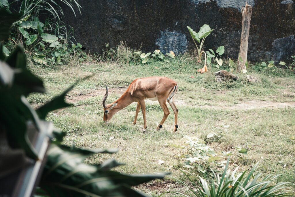An antelope grazes in a lush green area, surrounded by tropical plants and a textured wall in the background.