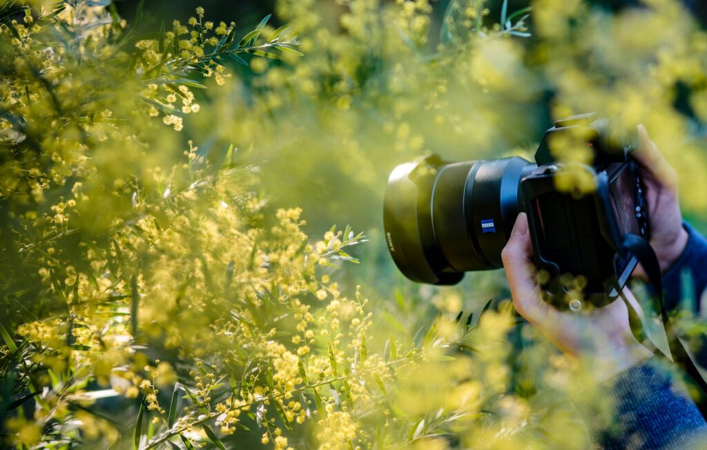 A person photographing a vibrant yellow flower in a natural setting.