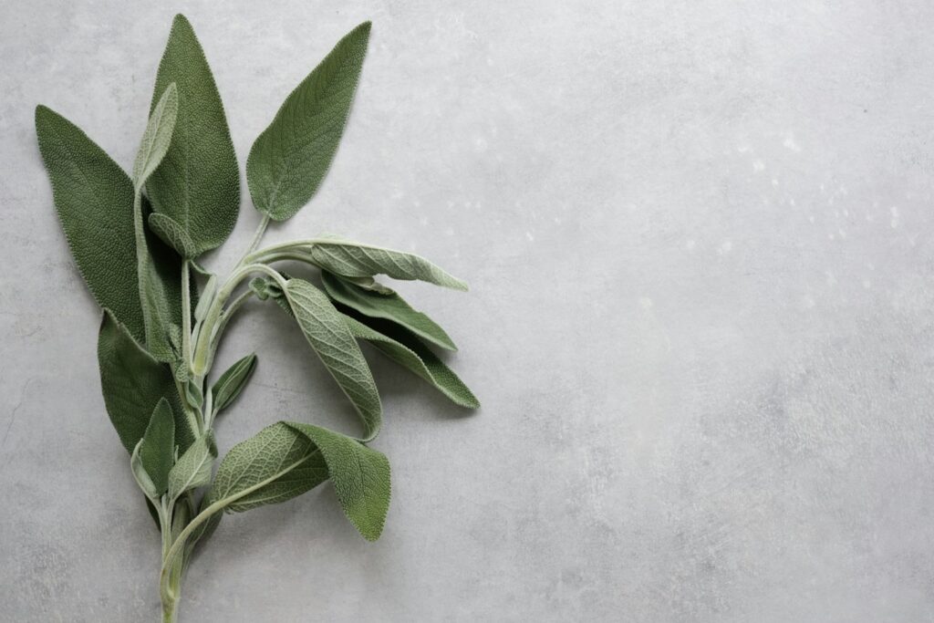 green leaves on white surface