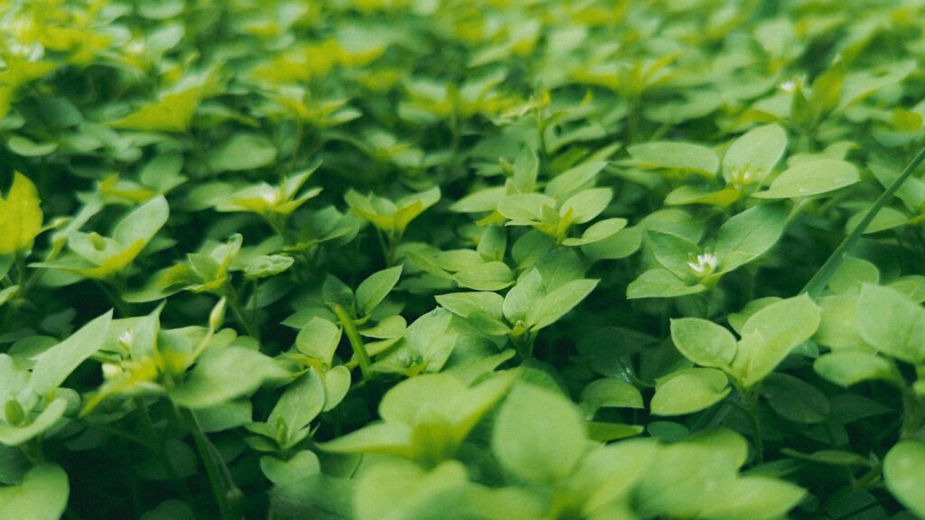 a field full of green plants with lots of leaves
