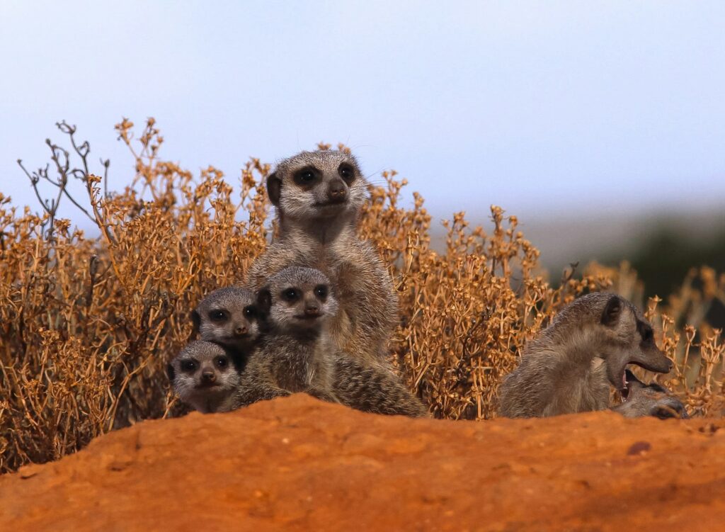 A group of meerkats sitting on a rock surrounded by dry vegetation under a clear blue sky.