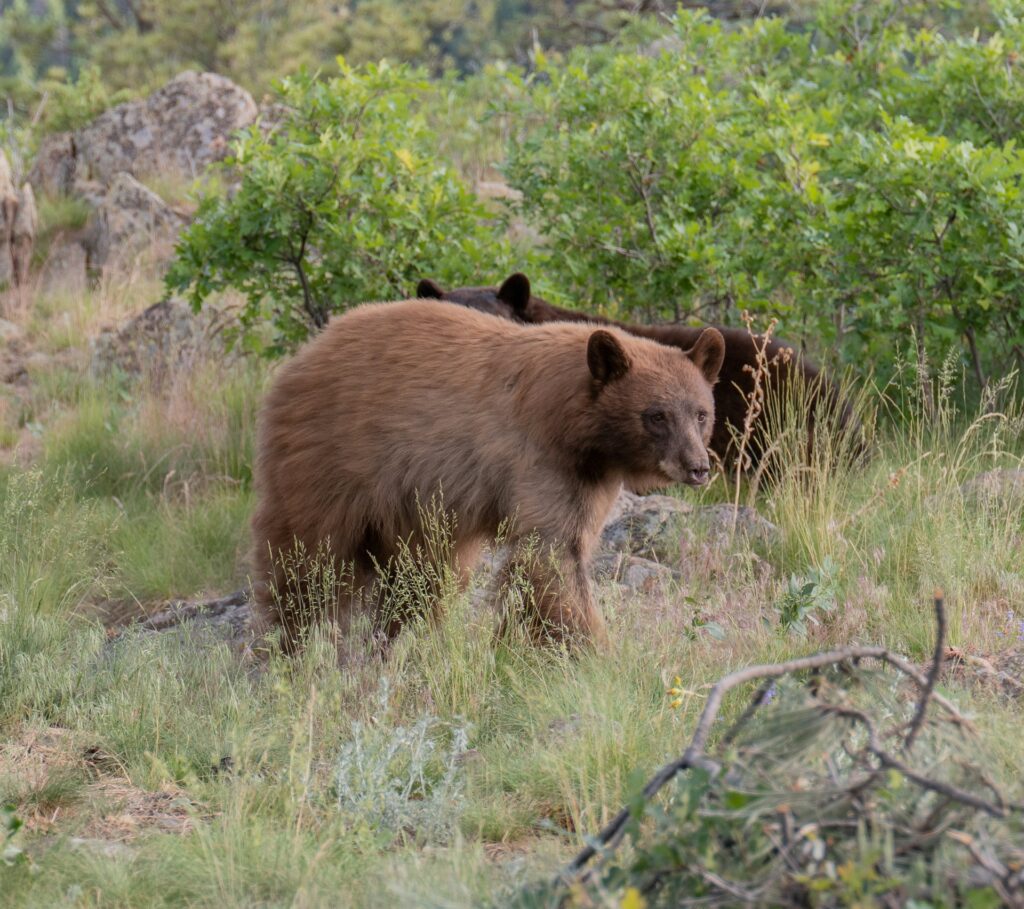 A brown bear walks through a lush, grassy landscape, surrounded by greenery and rocks, with another bear partially visible in the background.