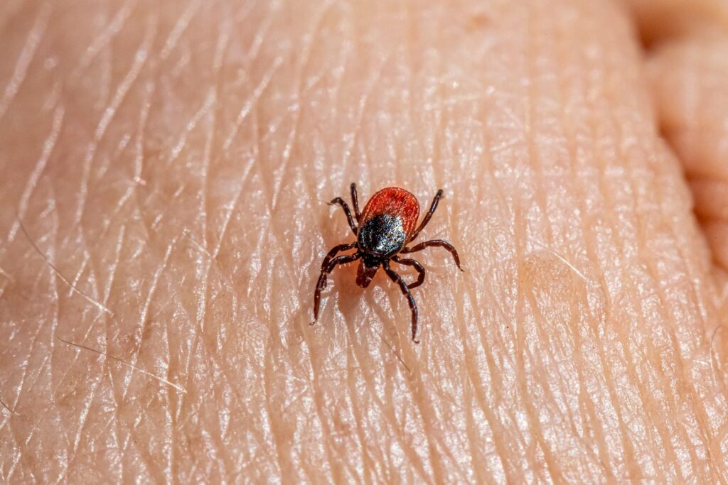 a close up of a tick laying on someone's arm