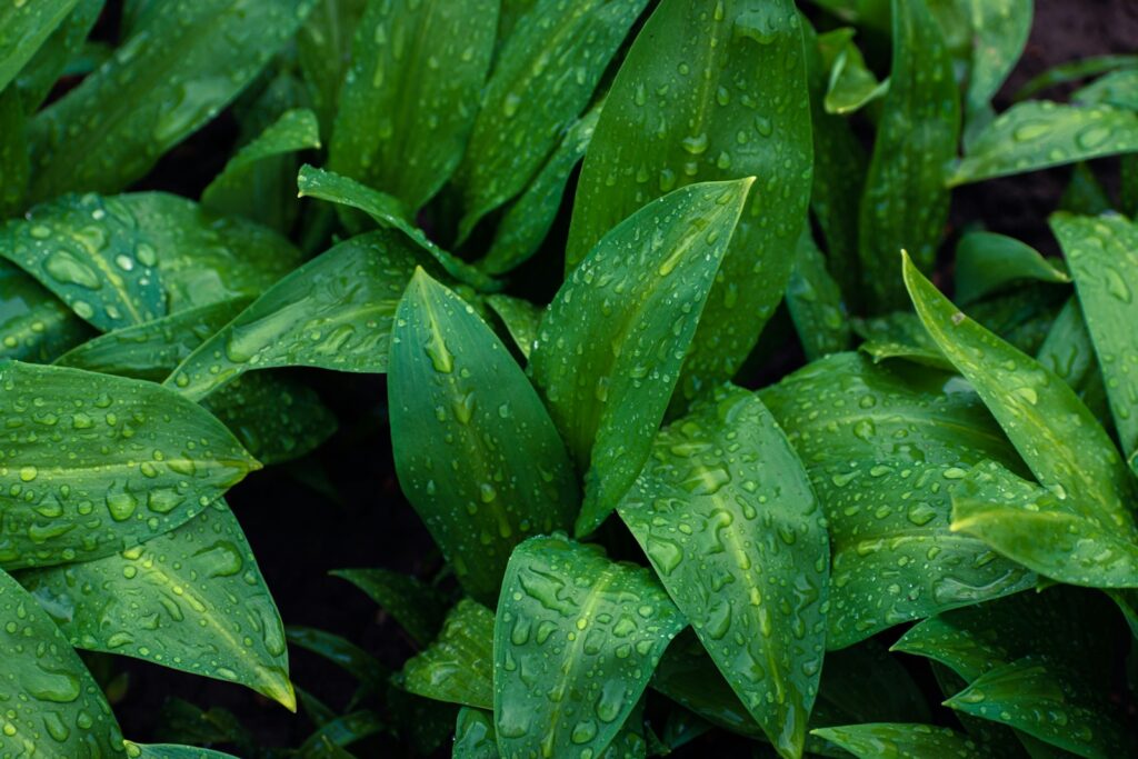 a bunch of green leaves with water drops on them