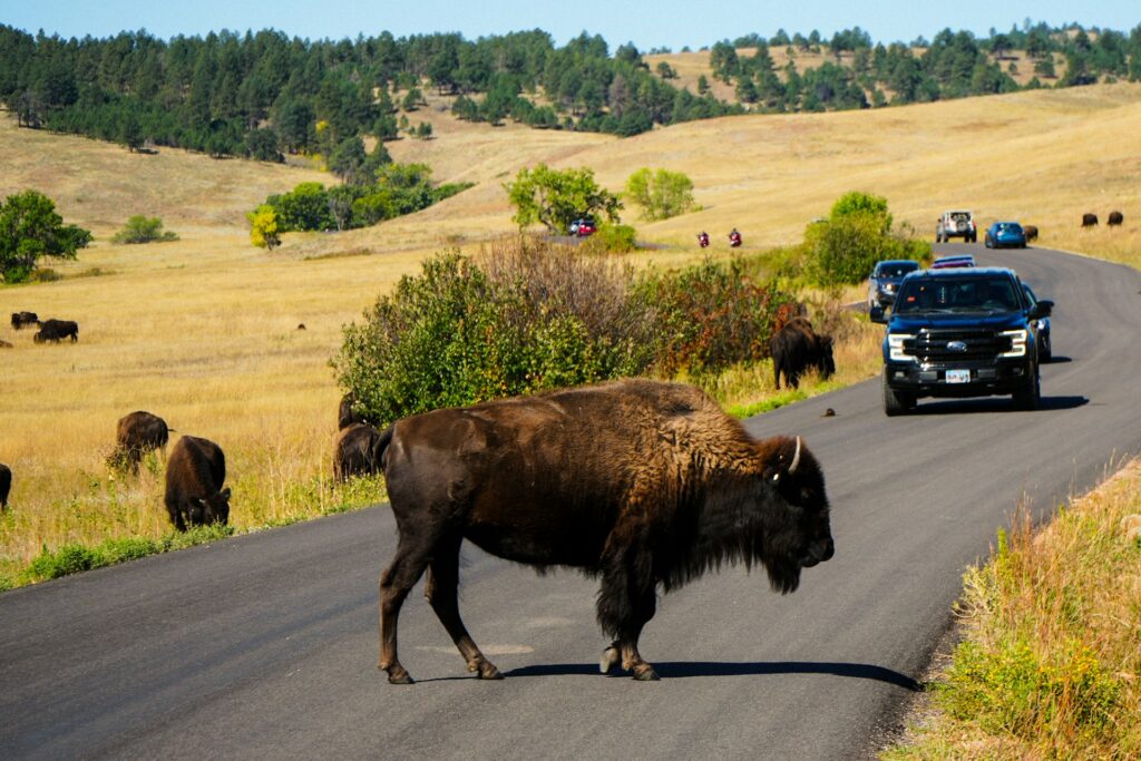 A bison crosses a roadway with cars nearby, surrounded by grassy hills and trees under a clear blue sky.