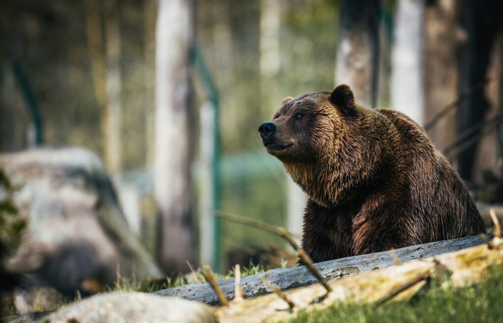 A majestic brown bear sitting on a log, gazing thoughtfully into the distance amidst a serene forest backdrop.