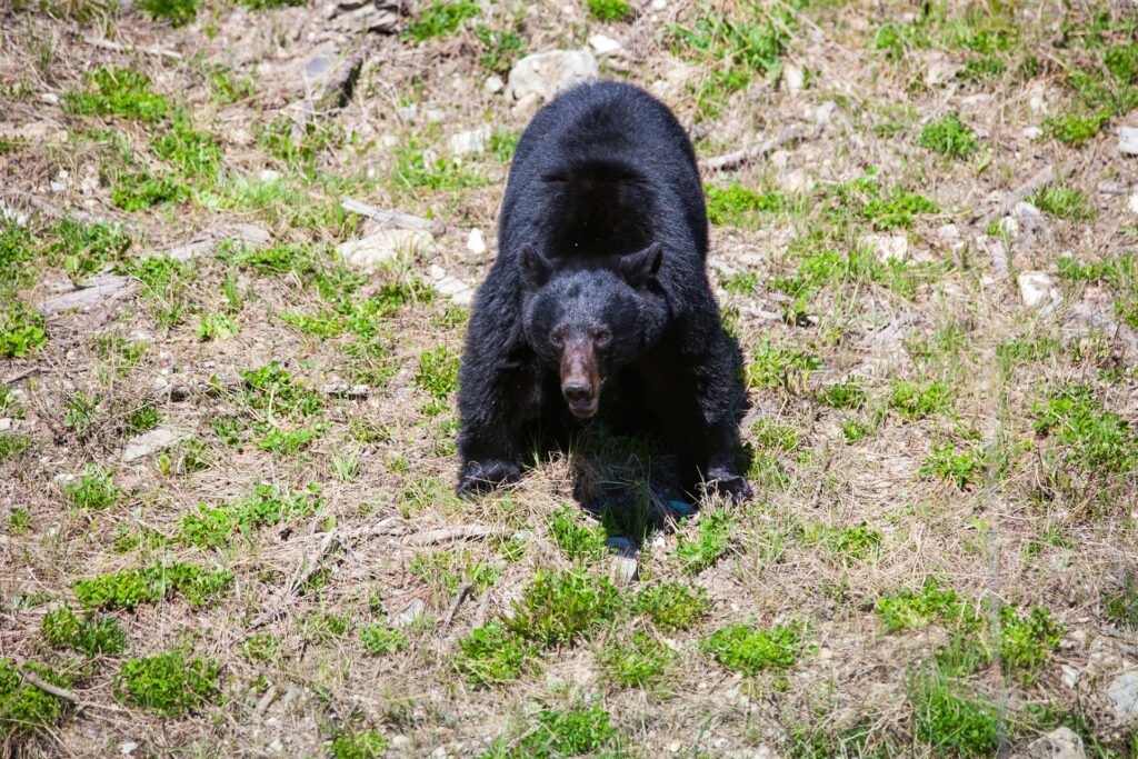 A large black bear crouches on green grass and rocky soil, intently facing forward in a natural habitat setting.