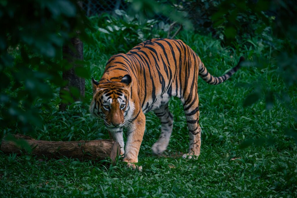 A majestic tiger with striking orange fur and black stripes prowls through lush green grass, surrounded by trees.