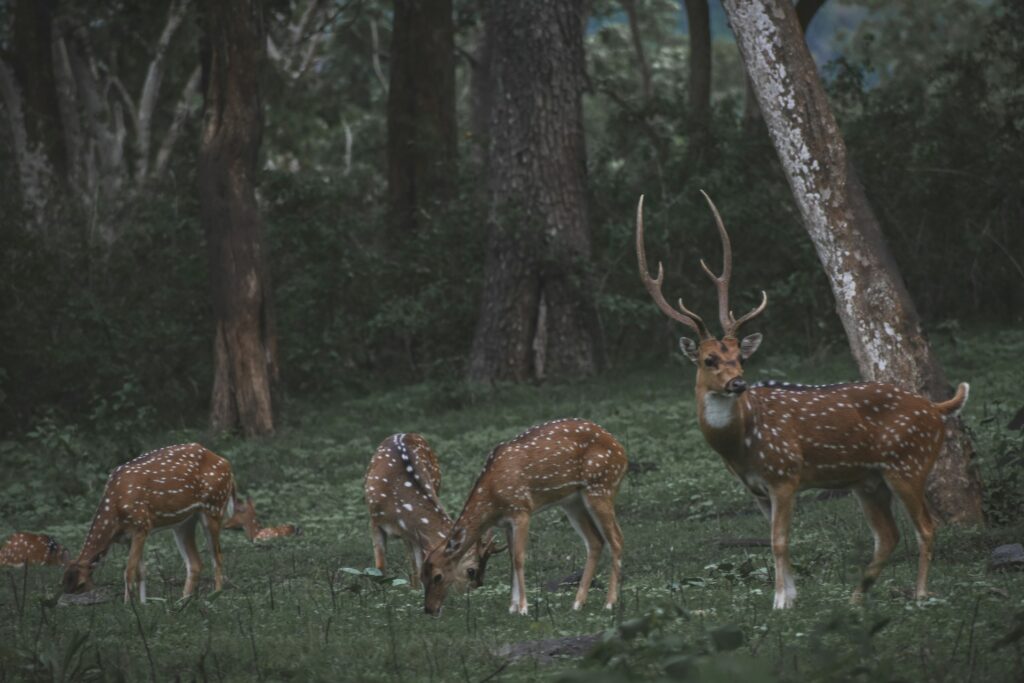 A group of spotted deer grazes peacefully in a lush forest, with a majestic stag prominently standing among them.