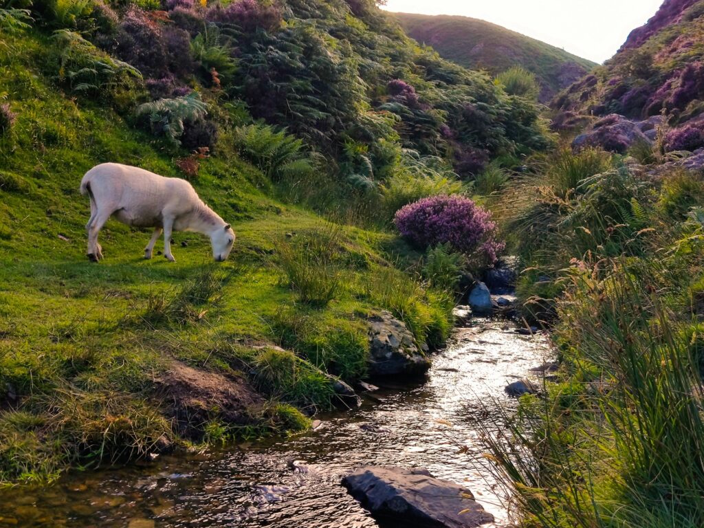 A lone sheep grazes near a sparkling stream surrounded by lush greenery and purple heather hills in golden evening light.