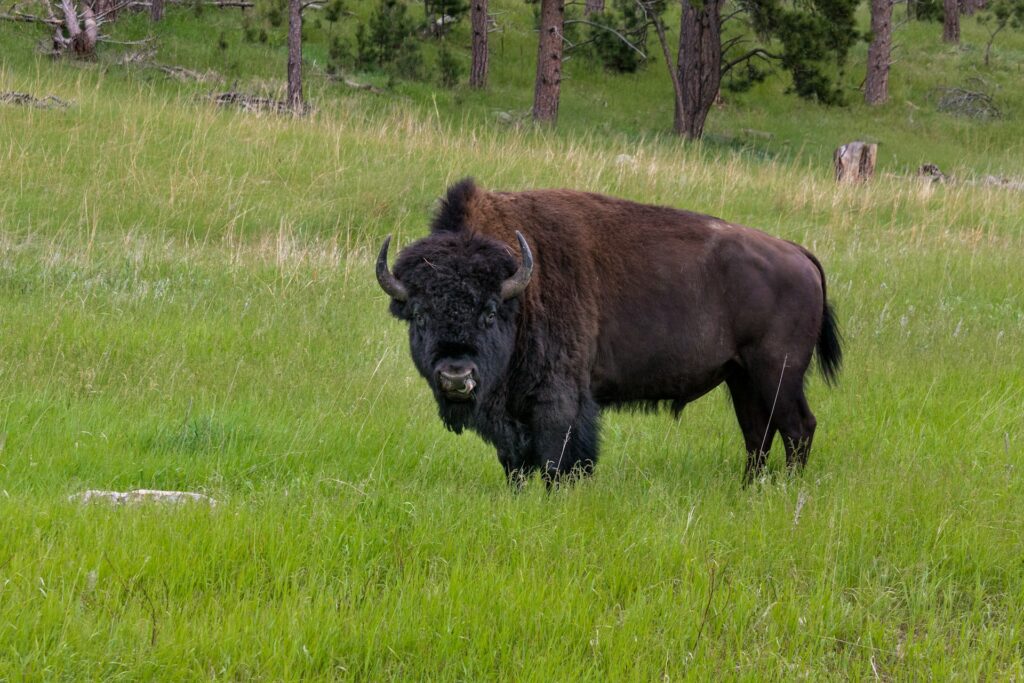 A solitary bison stands in green grass, surrounded by trees, looking directly at the camera with its distinct curly fur and strong horns.