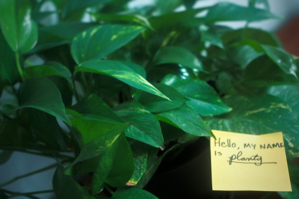 A lush green plant with vibrant leaves and a yellow sticky note saying, "Hello, my name is Planty."