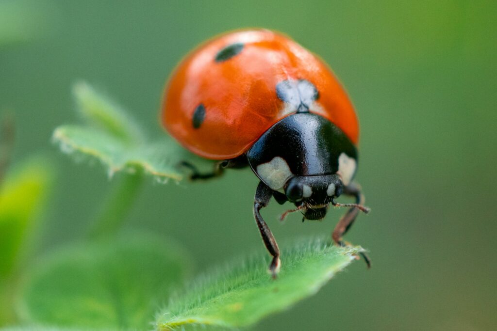 A ladybug perched on a vibrant green leaf, showcasing its distinctive red and black spotted shell.