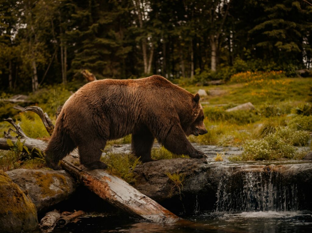 A brown bear cautiously walks across a log over a stream, surrounded by lush greenery and forest in soft evening light.