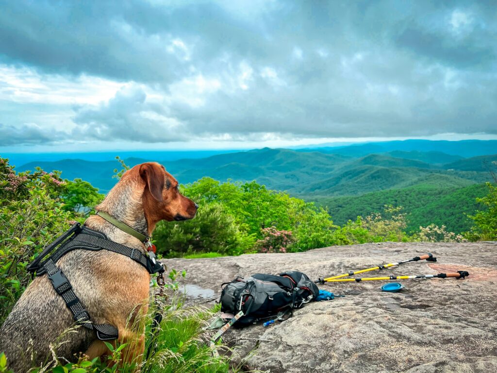 A dog sits on a rocky ledge overlooking lush mountains beneath a cloudy sky, with hiking poles and a backpack nearby.