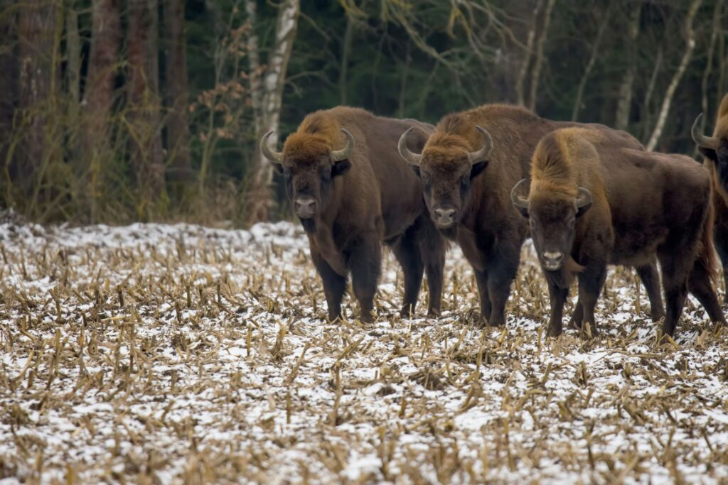 Three bison stand closely together in a snowy field, with trees in the background, showcasing their thick brown fur and curved horns.