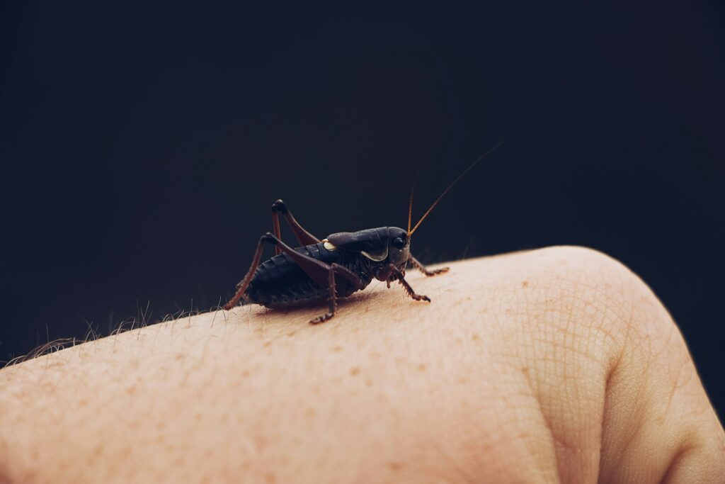 A close-up of a black cricket perched on a light-skinned human arm, with detailed texture and dark background.