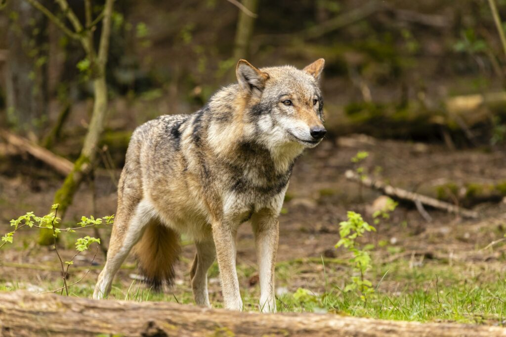 A close-up of a majestic gray wolf standing alert in a forest, surrounded by greenery and fallen logs.