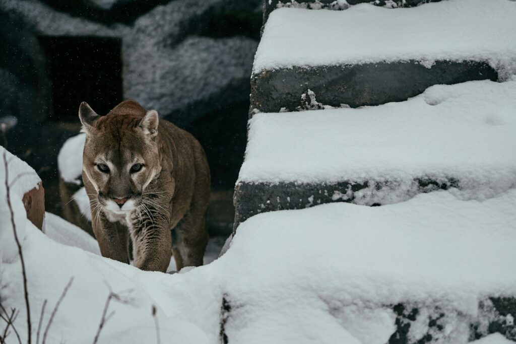 A mountain lion walks gracefully through snow-covered terrain, navigating stone steps amidst a wintry landscape.