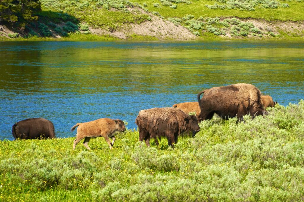 A herd of bison grazes beside a sparkling blue river, with lush green grass and sagebrush in a serene natural landscape.