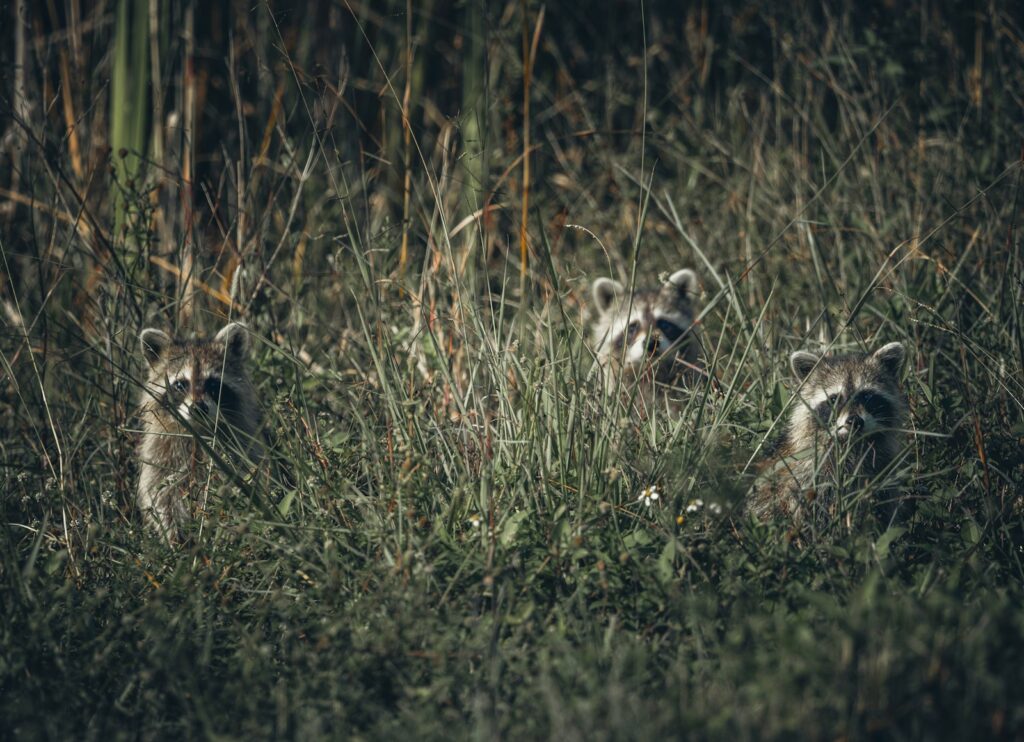 two raccoons are hiding in the tall grass