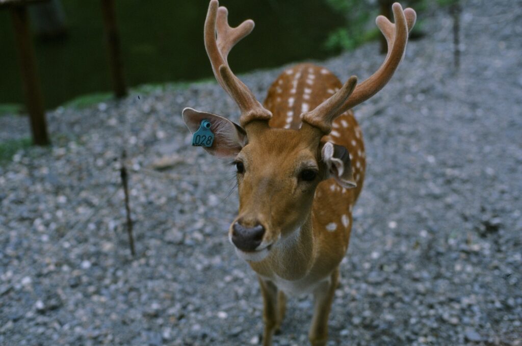A close-up of a young deer with antlers, sporting a blue identification tag labeled "028," standing on a gravel path.