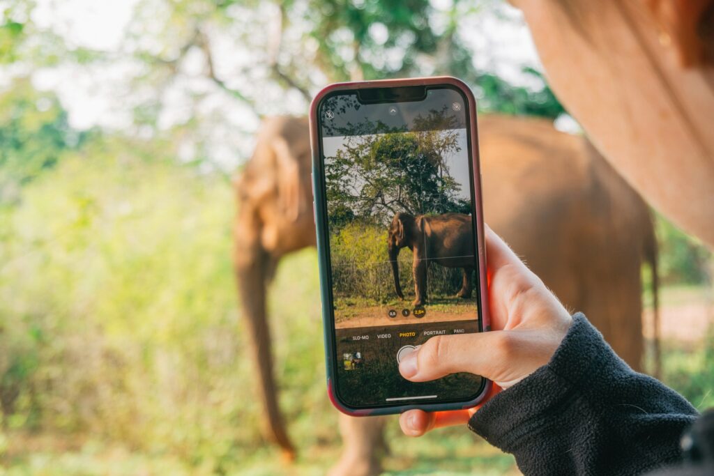 A person holds a phone capturing an elephant standing amidst greenery, highlighting wildlife photography.