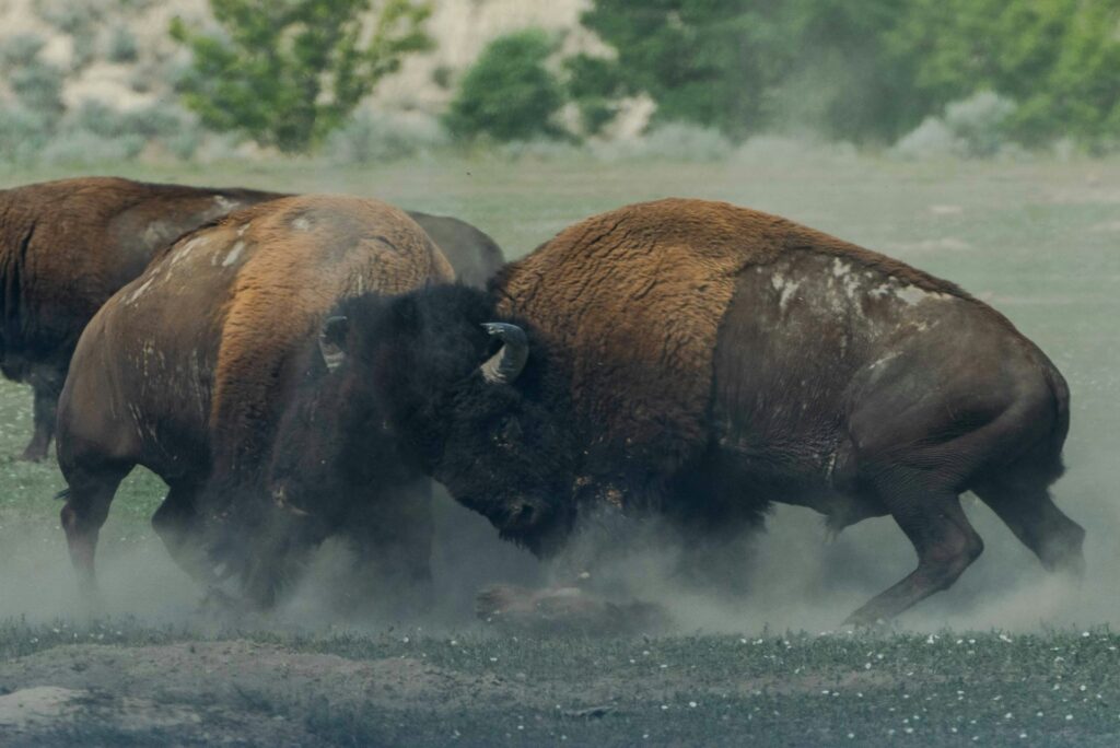Two bison engage in a dramatic dust cloud-filled confrontation in a grassy field.