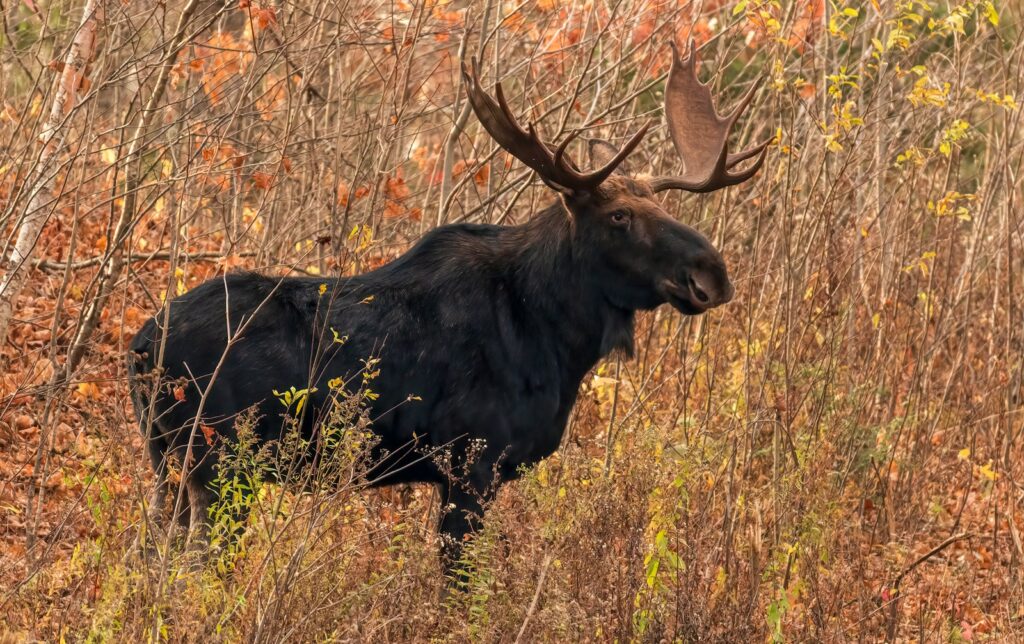 A moose is walking through the tall grass