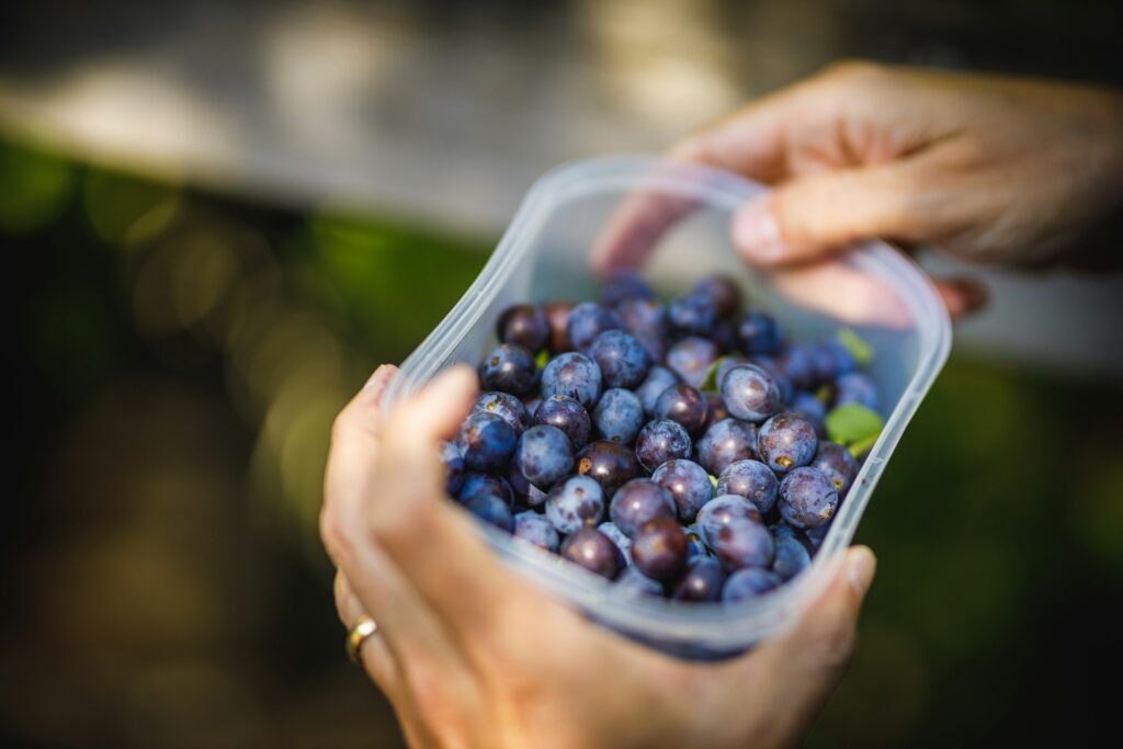 A pair of hands holds a clear container filled with fresh, plump blueberries, surrounded by a blurred natural background.