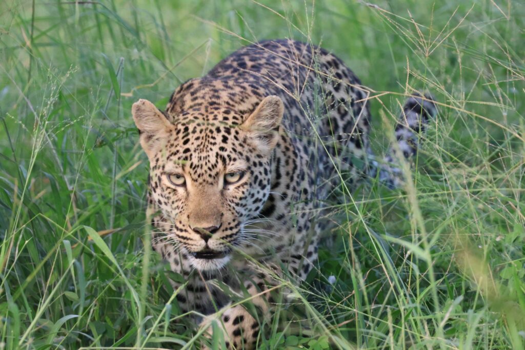 A close-up of a leopard prowling through tall green grass, its striking coat pattern visible and eyes focused intently on something ahead.