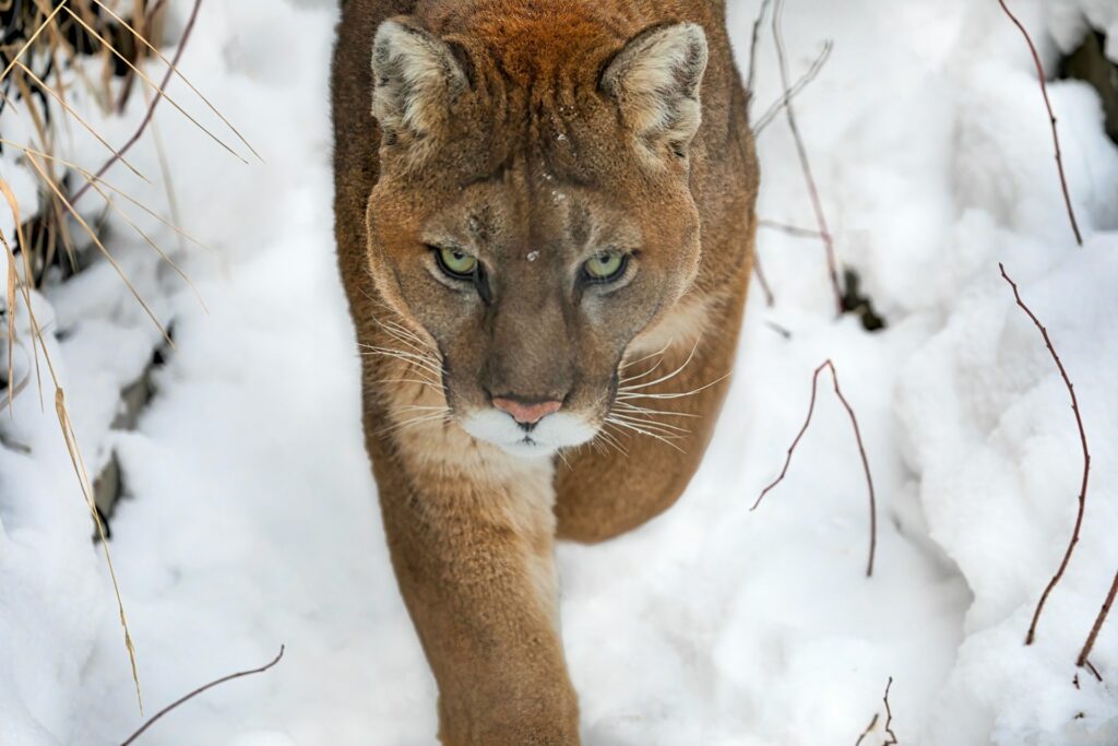 A close-up of a mountain lion walking through fresh snow, with piercing green eyes and a focused expression.