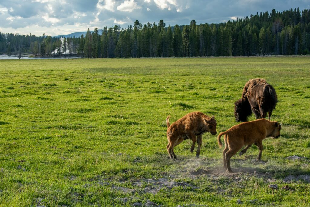 Two playful bison calves frolic on a lush green meadow, while an adult bison grazes nearby under a partly cloudy sky.