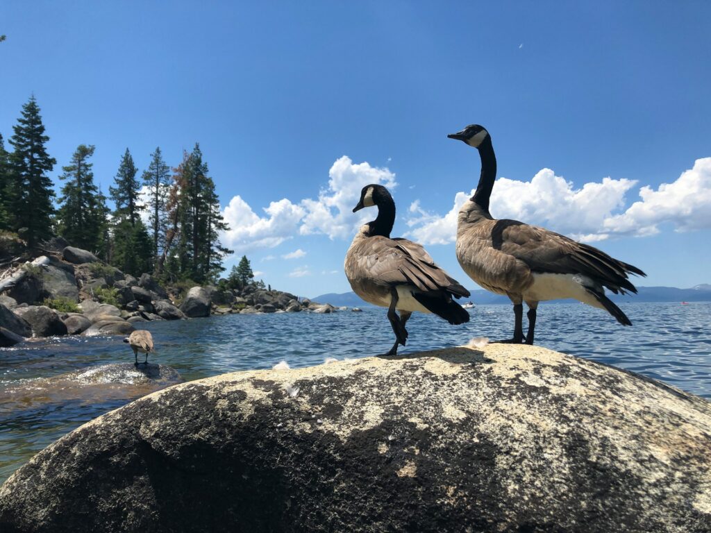 Two Canadian geese standing on a rock by a blue lake, surrounded by pine trees and a clear sky with white clouds.
